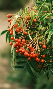 Preview wallpaper rowan, berries, leaves, branch, macro