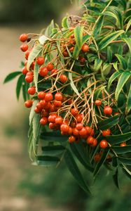 Preview wallpaper rowan, berries, leaves, branch, macro