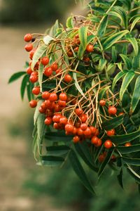 Preview wallpaper rowan, berries, leaves, branch, macro