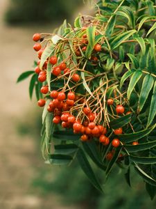 Preview wallpaper rowan, berries, leaves, branch, macro