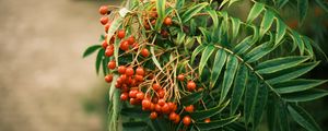 Preview wallpaper rowan, berries, leaves, branch, macro