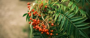 Preview wallpaper rowan, berries, leaves, branch, macro
