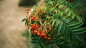 Preview wallpaper rowan, berries, leaves, branch, macro