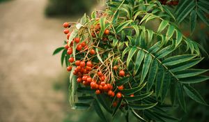 Preview wallpaper rowan, berries, leaves, branch, macro