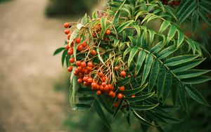 Preview wallpaper rowan, berries, leaves, branch, macro