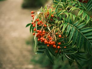 Preview wallpaper rowan, berries, leaves, branch, macro