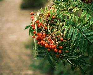 Preview wallpaper rowan, berries, leaves, branch, macro