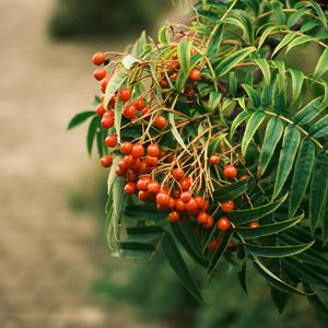 Preview wallpaper rowan, berries, leaves, branch, macro