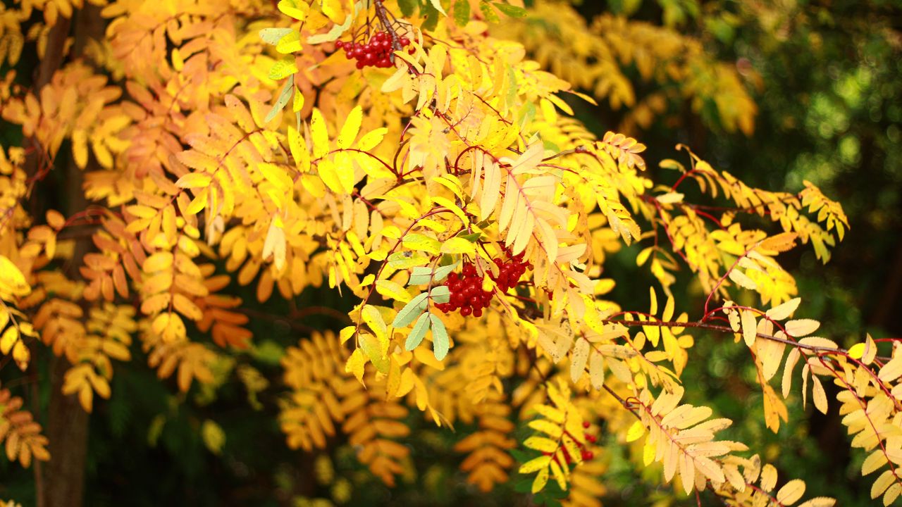 Wallpaper rowan, berries, leaves, autumn, yellow, macro