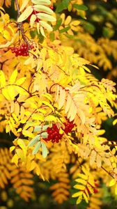 Preview wallpaper rowan, berries, leaves, autumn, yellow, macro