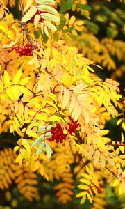 Preview wallpaper rowan, berries, leaves, autumn, yellow, macro