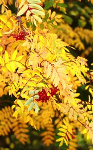 Preview wallpaper rowan, berries, leaves, autumn, yellow, macro