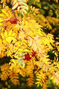 Preview wallpaper rowan, berries, leaves, autumn, yellow, macro