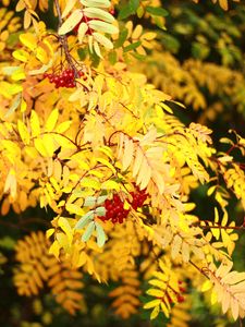 Preview wallpaper rowan, berries, leaves, autumn, yellow, macro
