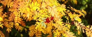 Preview wallpaper rowan, berries, leaves, autumn, yellow, macro