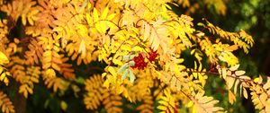 Preview wallpaper rowan, berries, leaves, autumn, yellow, macro