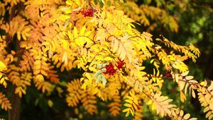 Preview wallpaper rowan, berries, leaves, autumn, yellow, macro