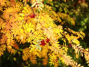 Preview wallpaper rowan, berries, leaves, autumn, yellow, macro