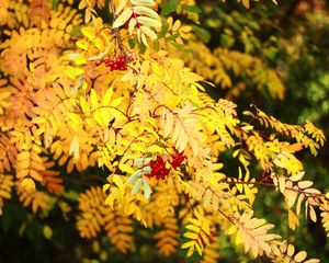 Preview wallpaper rowan, berries, leaves, autumn, yellow, macro