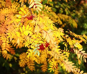 Preview wallpaper rowan, berries, leaves, autumn, yellow, macro