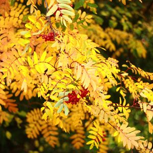 Preview wallpaper rowan, berries, leaves, autumn, yellow, macro