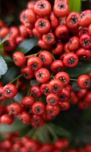 Preview wallpaper rowan, berries, leaves, red, macro