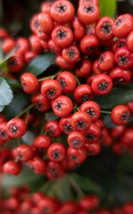 Preview wallpaper rowan, berries, leaves, red, macro