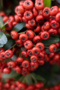 Preview wallpaper rowan, berries, leaves, red, macro