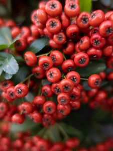 Preview wallpaper rowan, berries, leaves, red, macro