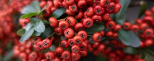 Preview wallpaper rowan, berries, leaves, red, macro