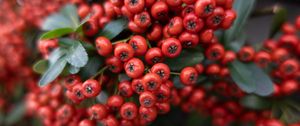 Preview wallpaper rowan, berries, leaves, red, macro