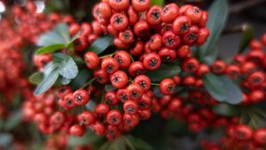 Preview wallpaper rowan, berries, leaves, red, macro