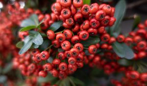 Preview wallpaper rowan, berries, leaves, red, macro