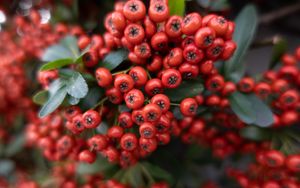 Preview wallpaper rowan, berries, leaves, red, macro