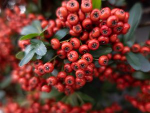 Preview wallpaper rowan, berries, leaves, red, macro