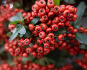 Preview wallpaper rowan, berries, leaves, red, macro