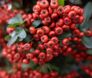 Preview wallpaper rowan, berries, leaves, red, macro