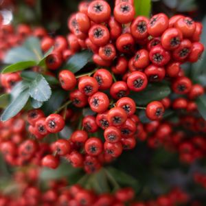 Preview wallpaper rowan, berries, leaves, red, macro