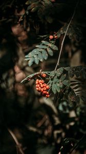 Preview wallpaper rowan, berries, leaves, branches, macro