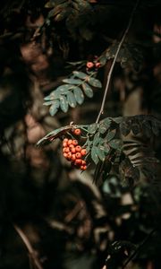 Preview wallpaper rowan, berries, leaves, branches, macro