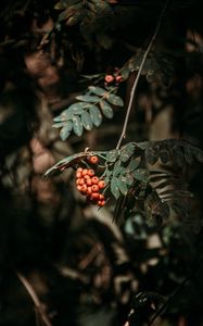 Preview wallpaper rowan, berries, leaves, branches, macro