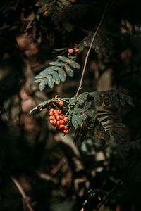 Preview wallpaper rowan, berries, leaves, branches, macro