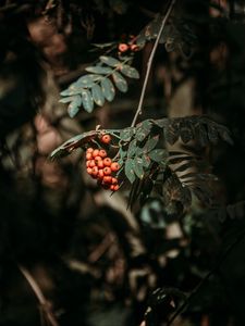 Preview wallpaper rowan, berries, leaves, branches, macro