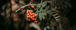 Preview wallpaper rowan, berries, leaves, branches, macro