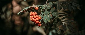Preview wallpaper rowan, berries, leaves, branches, macro
