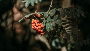 Preview wallpaper rowan, berries, leaves, branches, macro