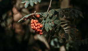 Preview wallpaper rowan, berries, leaves, branches, macro