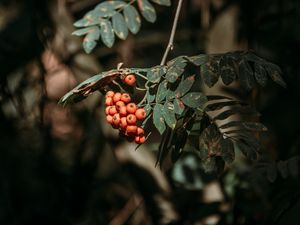 Preview wallpaper rowan, berries, leaves, branches, macro