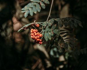 Preview wallpaper rowan, berries, leaves, branches, macro