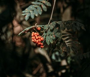 Preview wallpaper rowan, berries, leaves, branches, macro